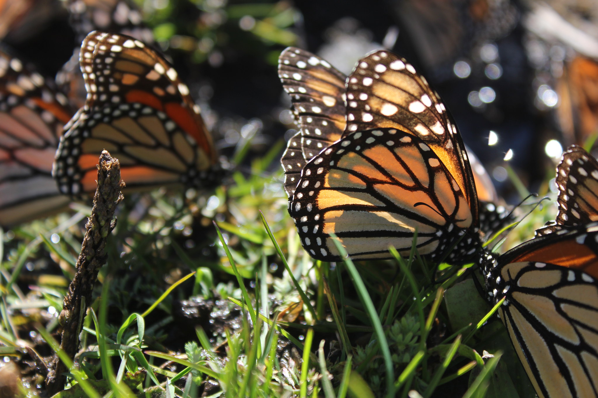 monarch butterflies.