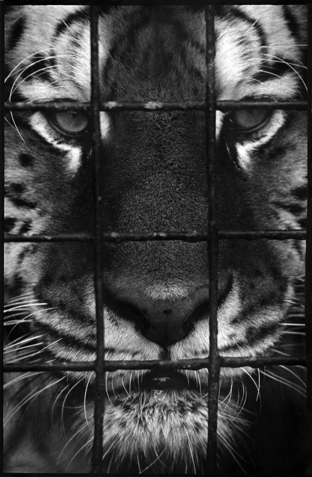 tiger behind bars. copyright karen tweedy-holmes