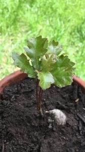 native black oak seedling