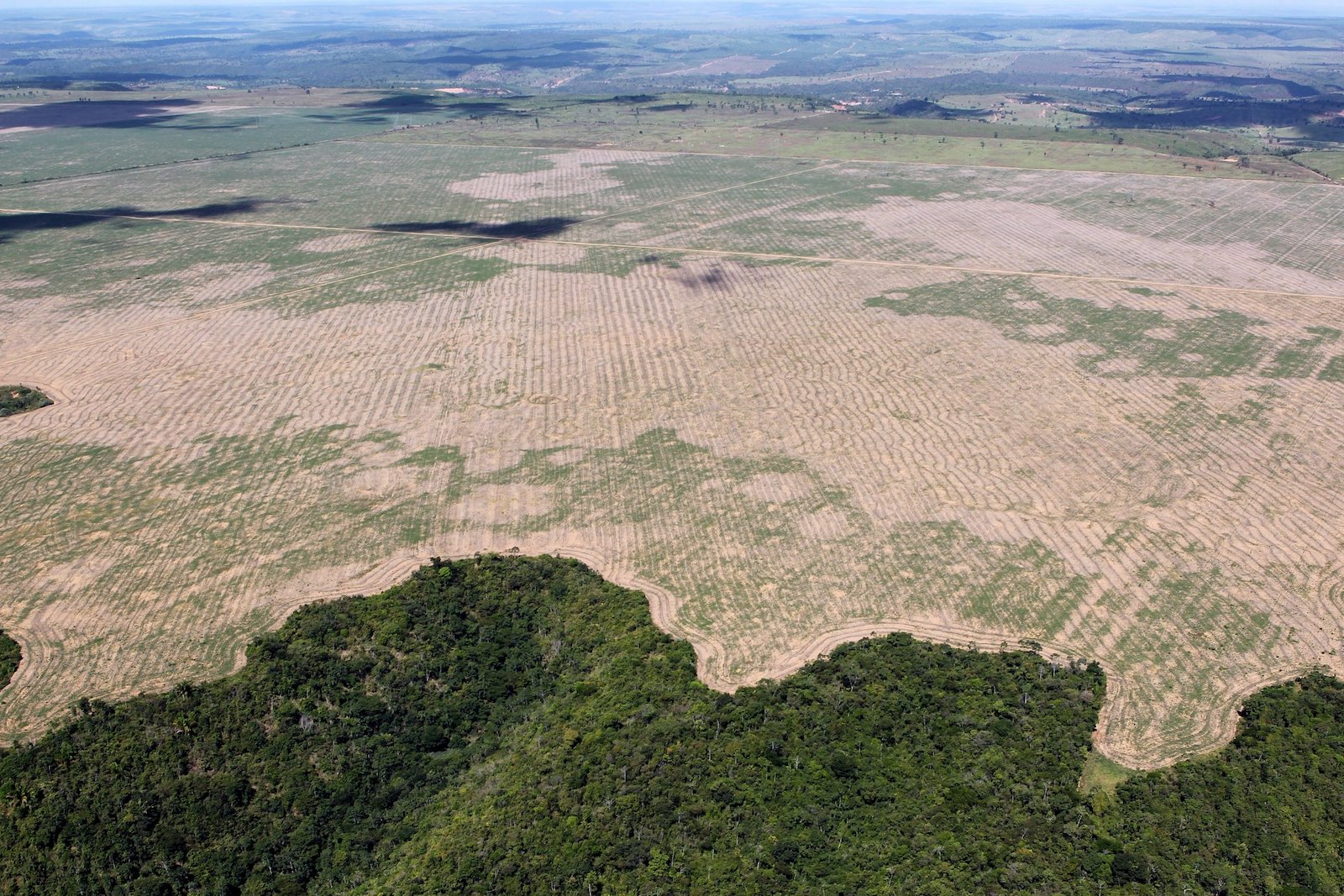 Amazon Deforestation At Highest Rate on Record