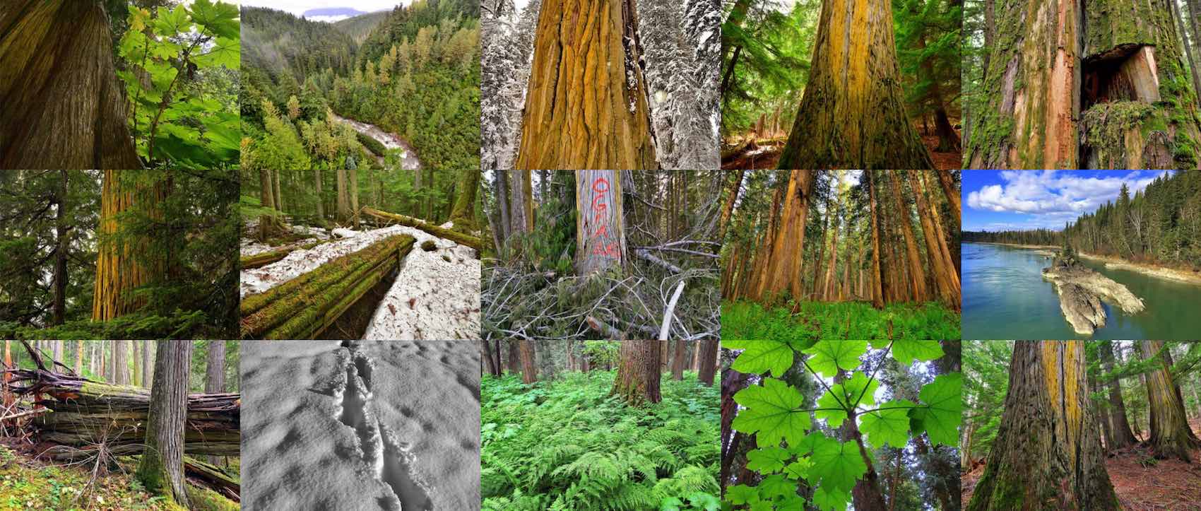 The Last Old-Growth Forests Are Being Logged in Western Canada