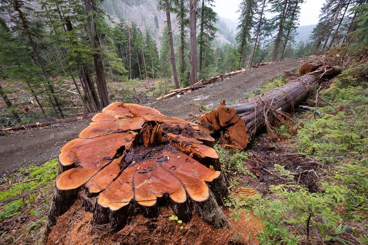 Grassroots Forest Defenders Establish Third Blockade to Defend Vancouver Island Old Growth Forest