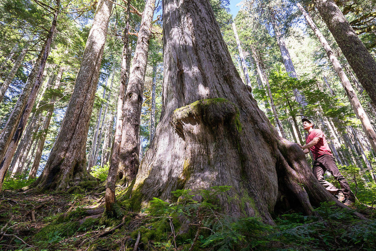 Activists Launch Old-Growth Forest Protection Blockade on Vancouver Island