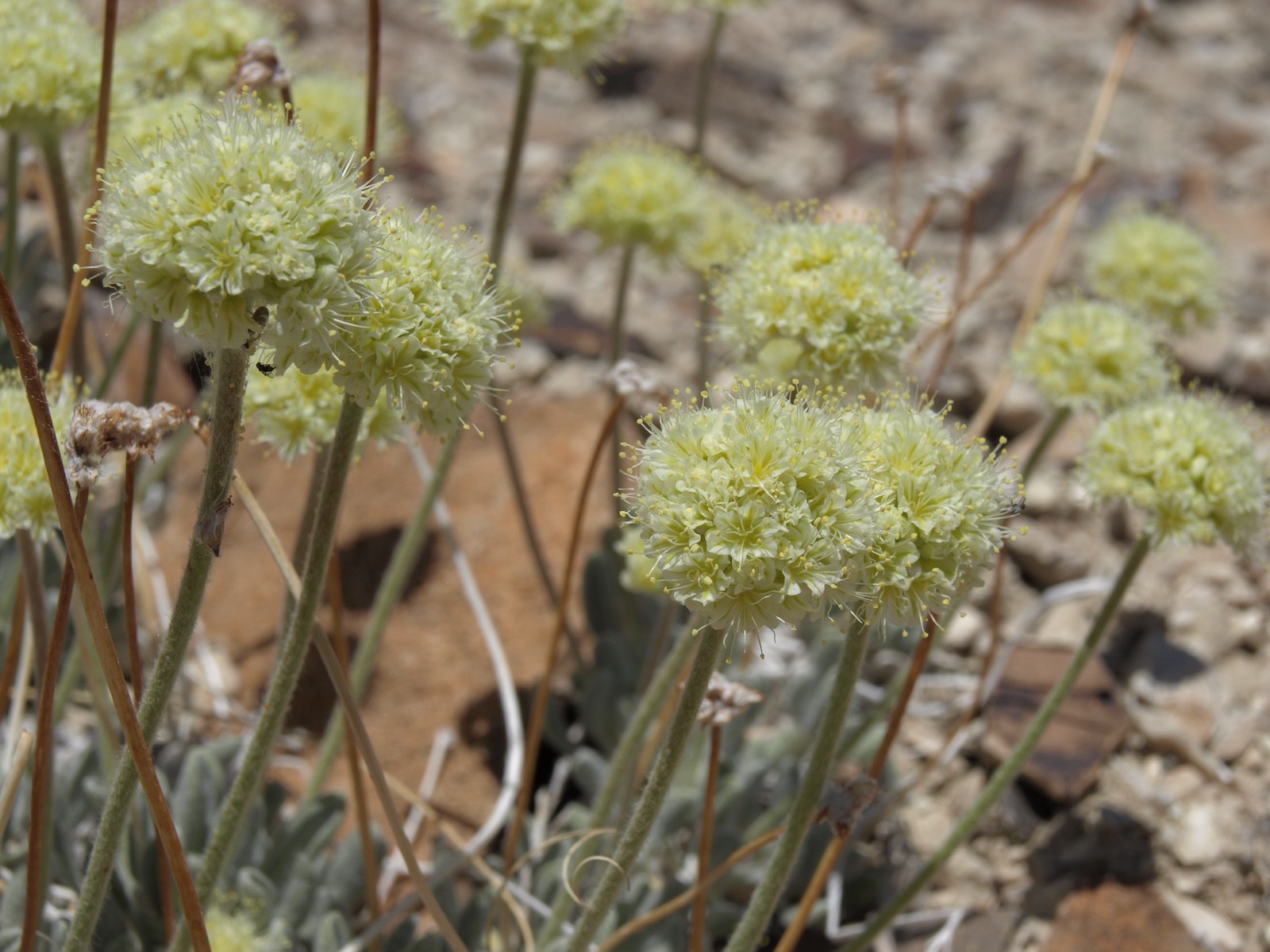 More Than 17,000 Rare Nevada Wildflowers Destroyed