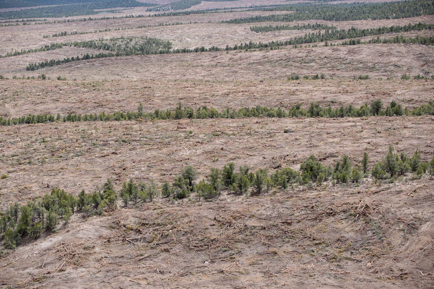 ‘Scorched Earth’: Trump Admin Finalizes Sweeping Clearcutting Rule