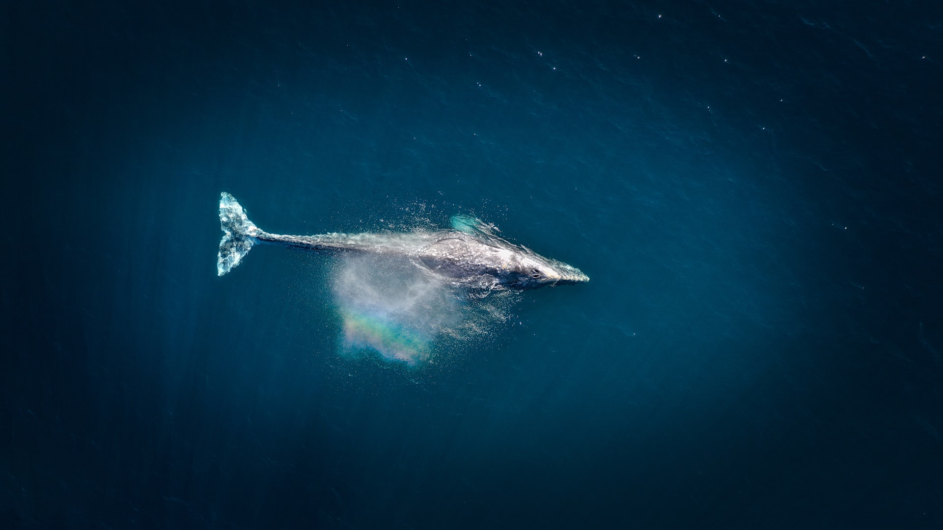 Whale Populations Still at a Fraction of Historic Levels