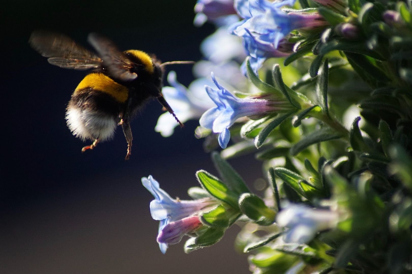 Pollinators: neonicotinoid pesticides stop bees and flies from getting a good night’s sleep