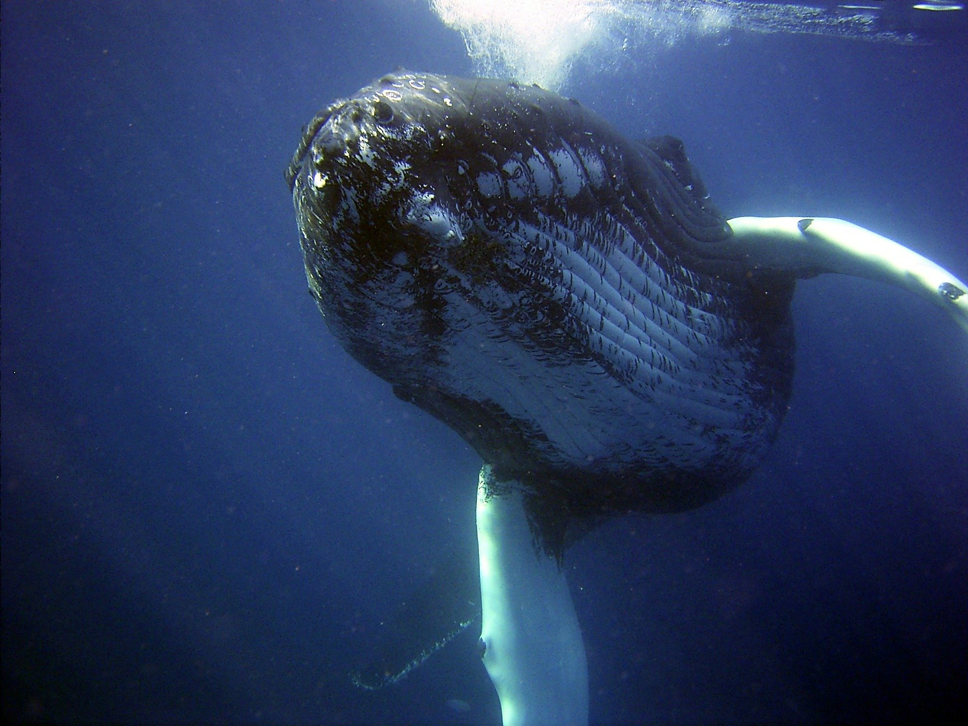 How Climate Change Is Reducing Numbers Of Humpback Whale Calves In The North-West Atlantic