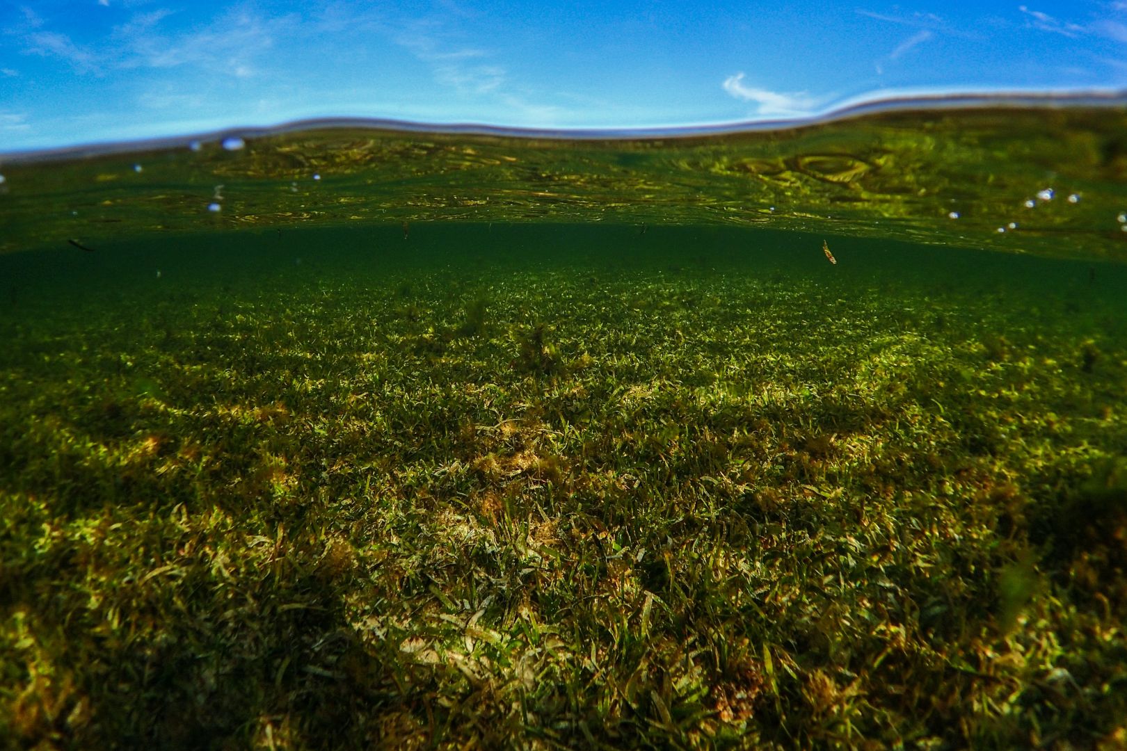 Seagrass Meadows Shrank by 92% in UK Waters – Restoring Them Could Absorb Carbon Emissions and Boost Fish