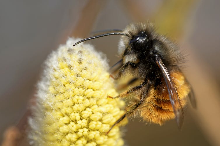 Boosting bee diversity can help stabilise crop production – new research