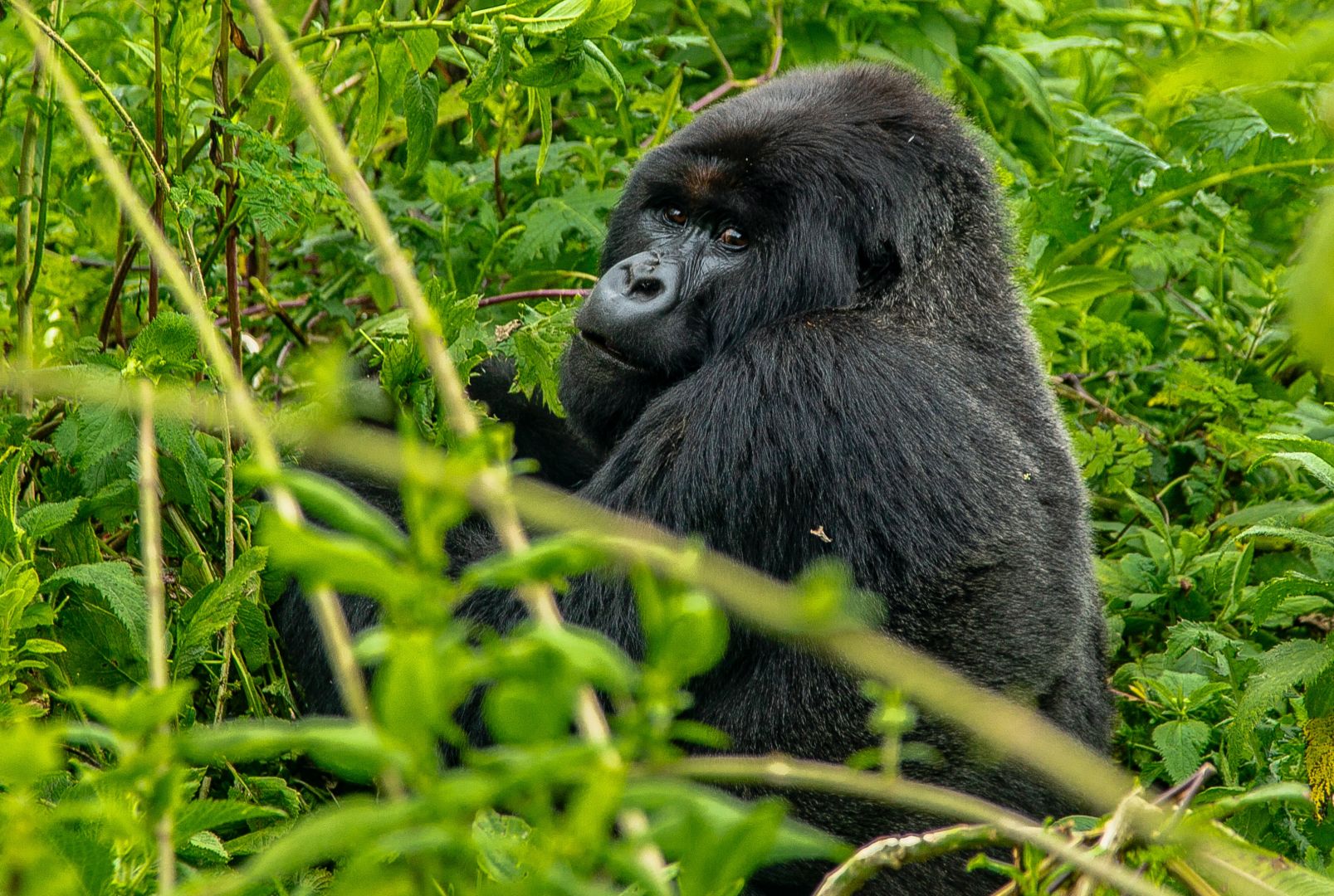 In DRC, community ownership of forests helps guard the Grauer’s gorilla