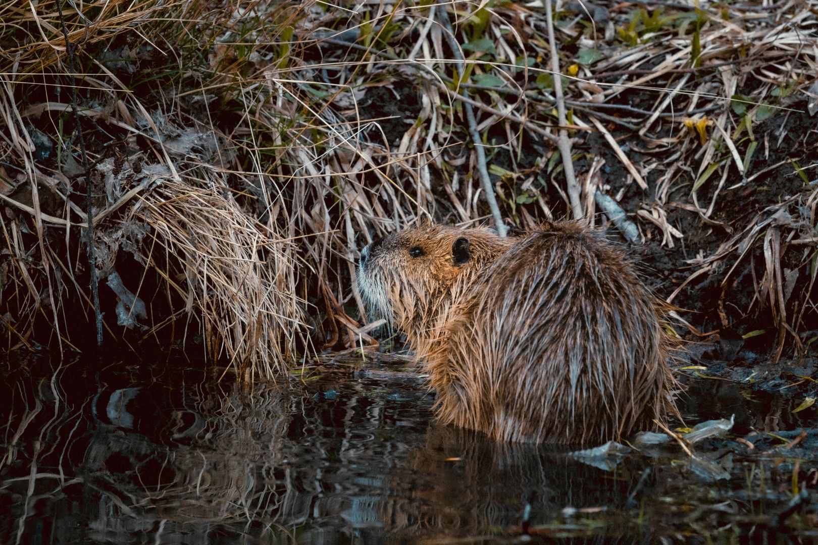 Beavers are back: here’s what this might mean for the UK’s wild spaces