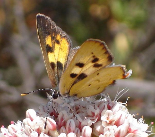 Rare Southern California Butterfly Protected as Threatened Under Endangered Species Act