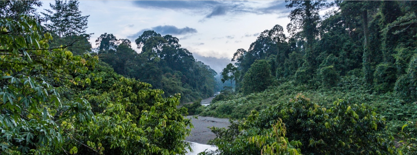 Is colonial history repeating itself with Sabah forest carbon deal? (commentary)