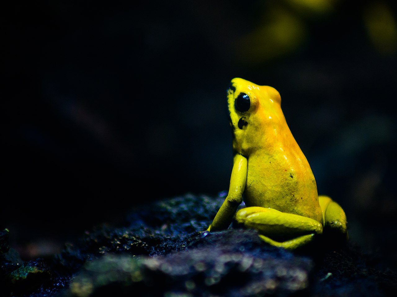 Indigenous community saves Colombia’s poison dart frog from coca and logging
