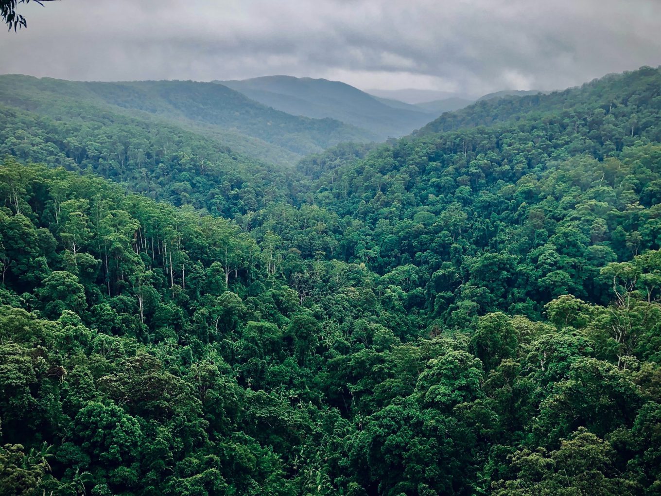 In Ecuador,  a Forest Has Legal Rights