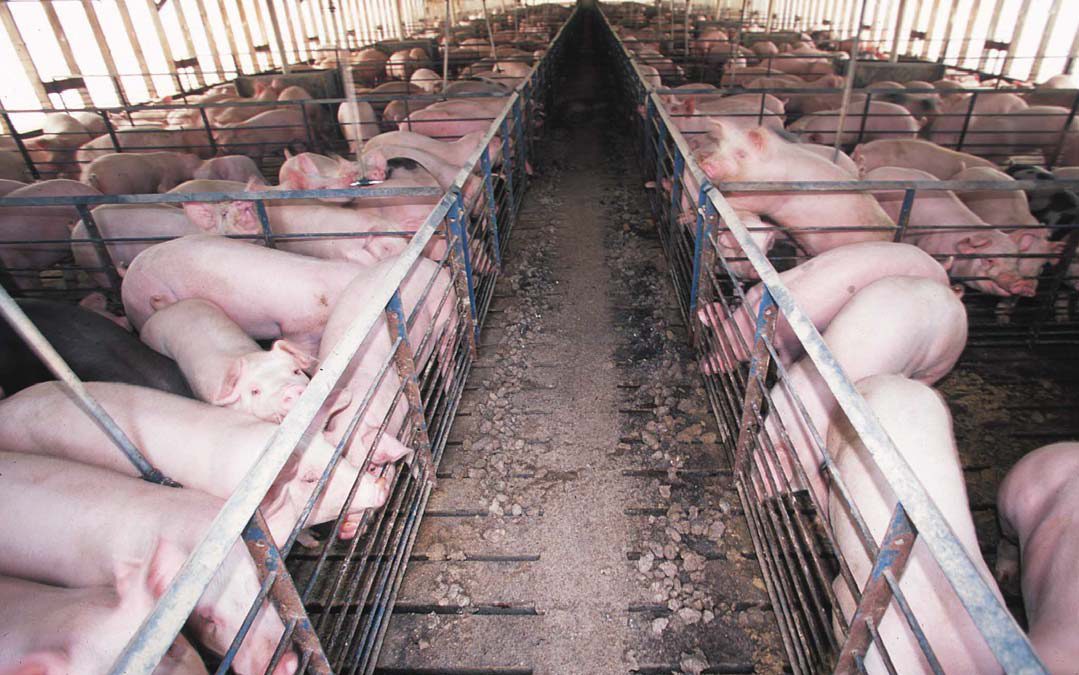 pig factory farm - animal liberation front