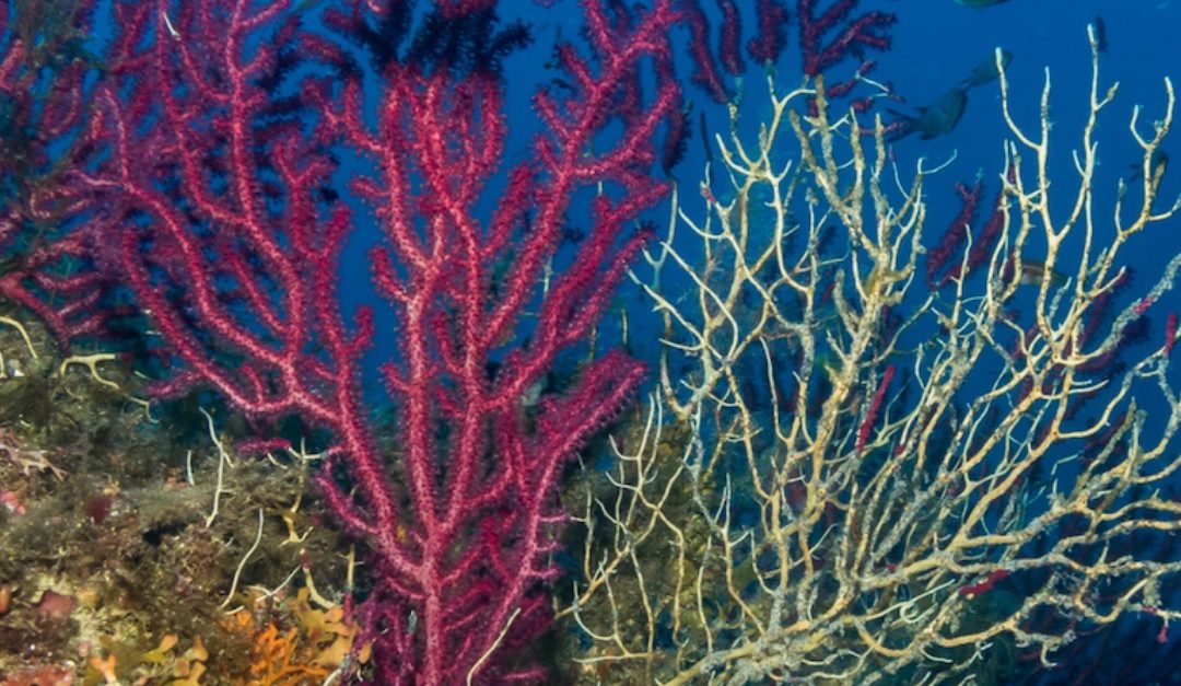 Damage to a red gorgonian coral (Paramuricea clavata) partially dead due to a marine heatwave. The lefthand side is still alive, while the righthand side is dead and the skeleton is exposed.