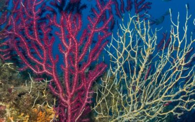 ‘Not much hope’: Mediterranean coral reefs dying under relentless heat