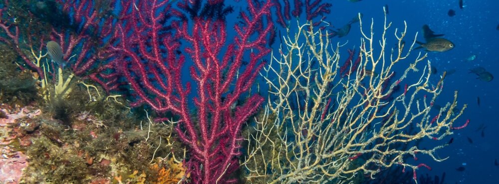 red gorgonian damage