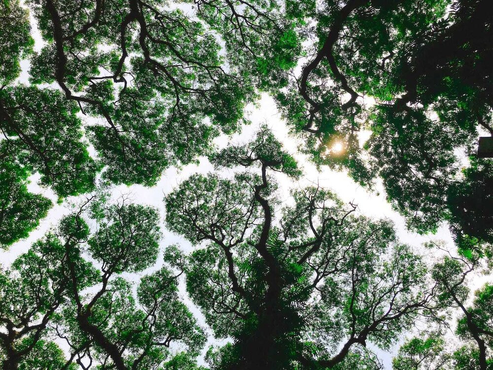 An Alliance Between Human and Non-Human