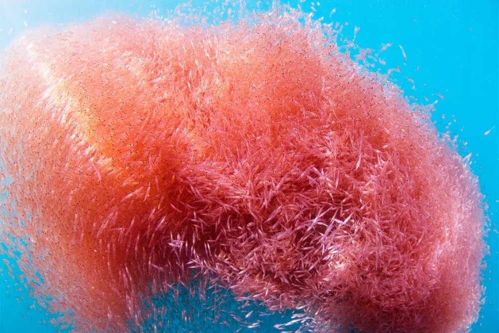 3-Krill_in_water-edit.jpg-2 copy