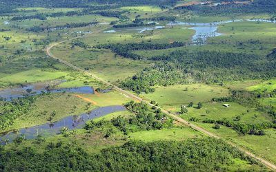 Road Network Spreads Destruction Across Amazon