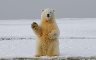 Red Lights Flashing for Wildlife