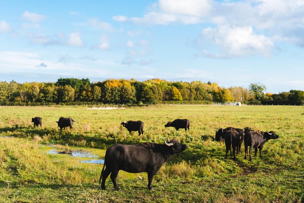 phil-hearing-rTOGWOMBERA-unsplash-2