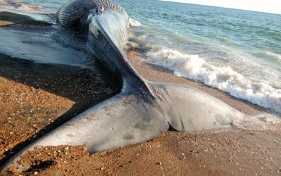 How Many More Dead Whales?