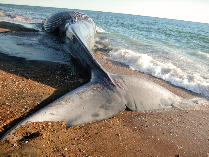 How Many More Dead Whales?