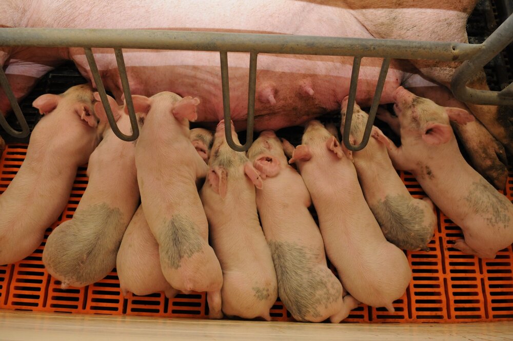 Hog farm Wikimedia CC2
