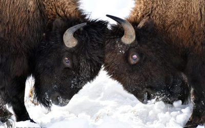 Tragic Evidence of Bison Mismanagement in Yellowstone