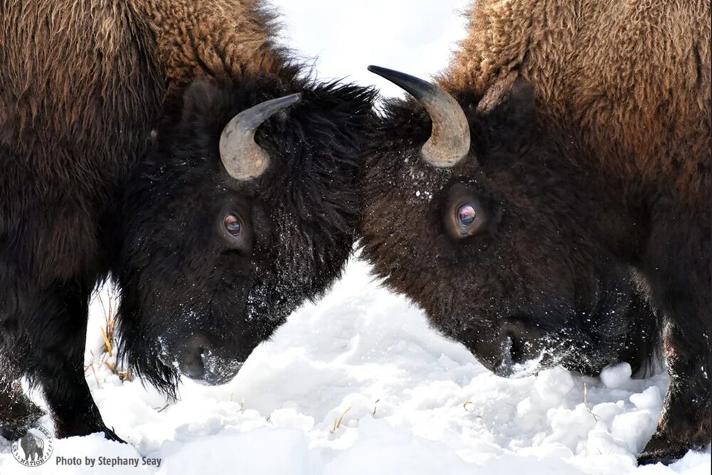 Bisons Stephany Seay