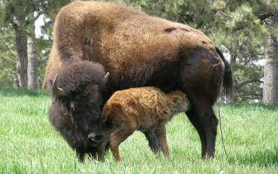 Migratory Buffalo “Slaughter” in Yellowstone National Park [Op-Ed]