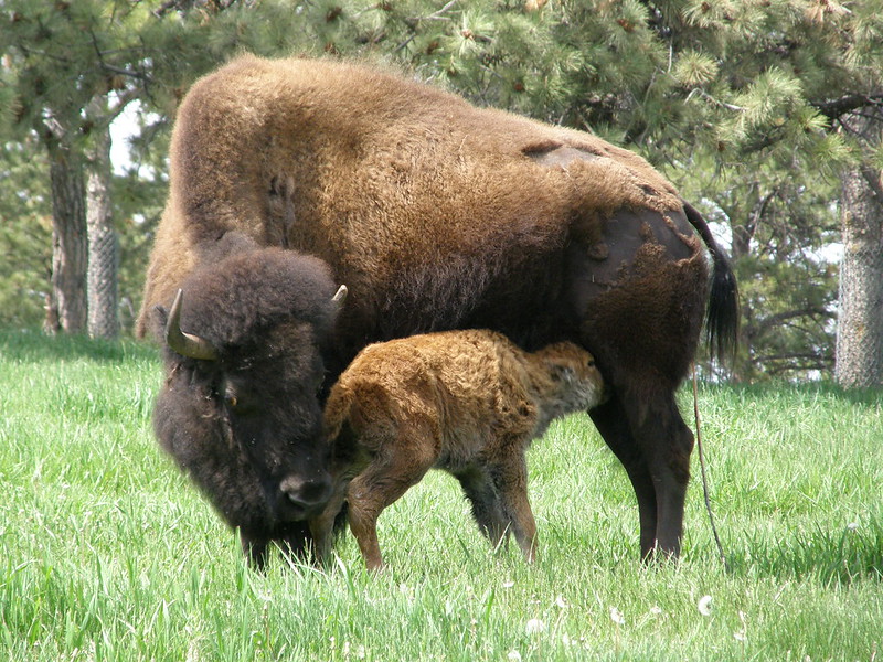 migratory buffalo