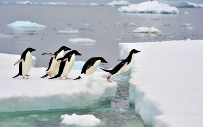 Adélie Penguins [Fight for Who We Love]