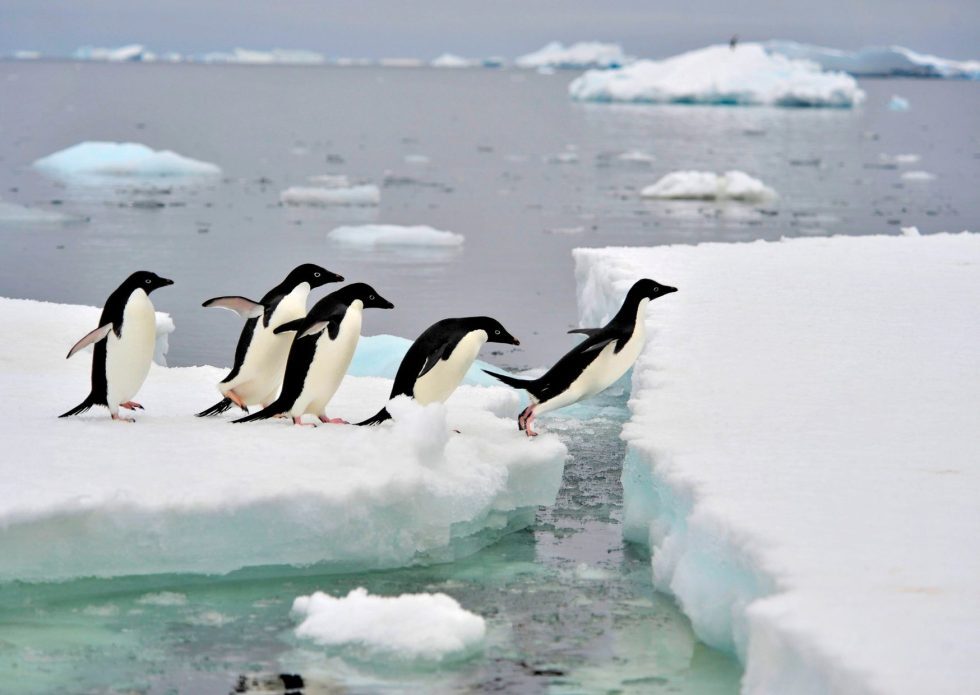 Adelie-penguins-on-ice-980x695