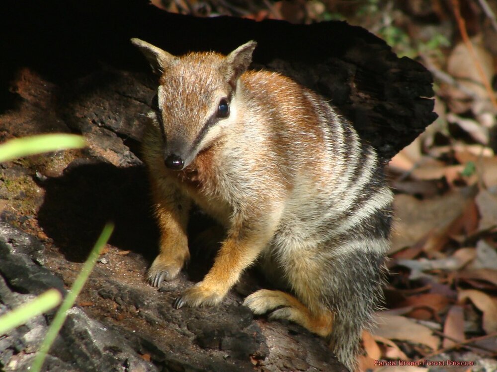 Numbat Western Australia Flickr cc2