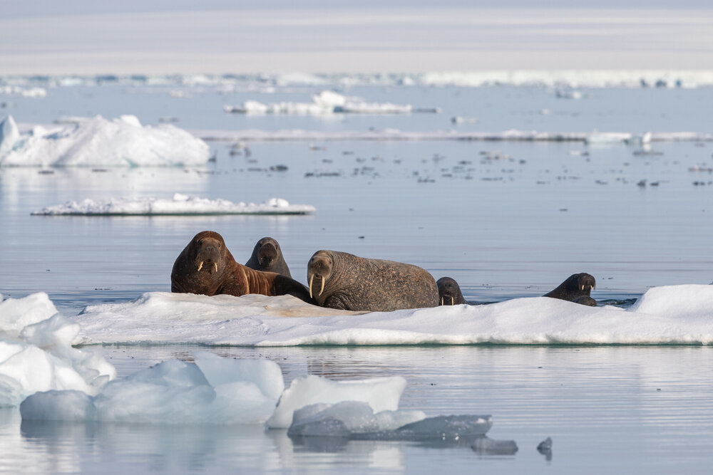 48617811397_3c6e18cec6_k