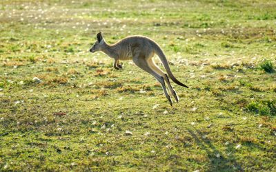 Kangaroo Walks and Talks [Event Alert]