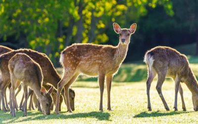 Threats to Forests in the Capital of India