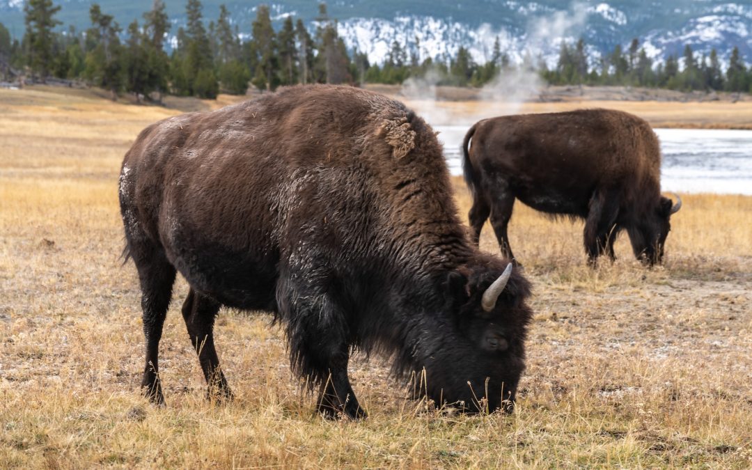 Tribal Nations and Wild Buffaloes