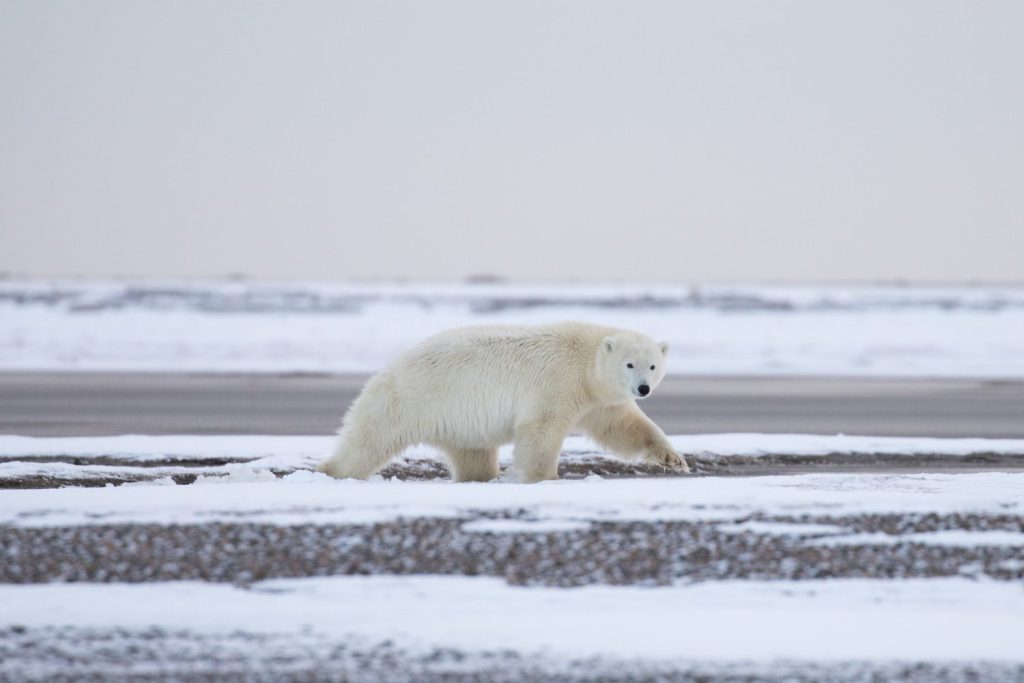 A solo polar bear walking in Kaktovik, Alaska. Photo: Kim Olson