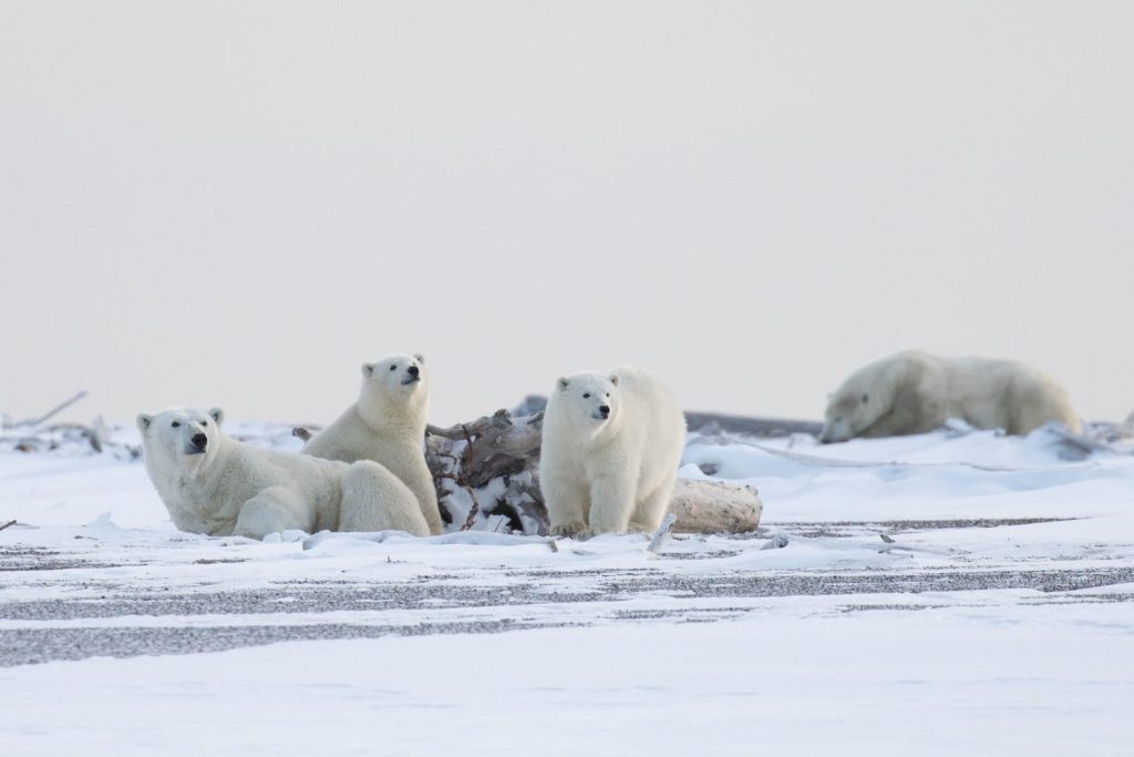 A mama bear with her two cubs in Kaktovik, Alaska. Photo: Kim Olson