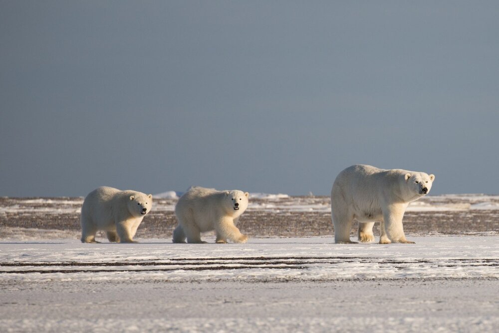 kim-olson-kaktovik-alaska-polar-bears-mama-two-cubs