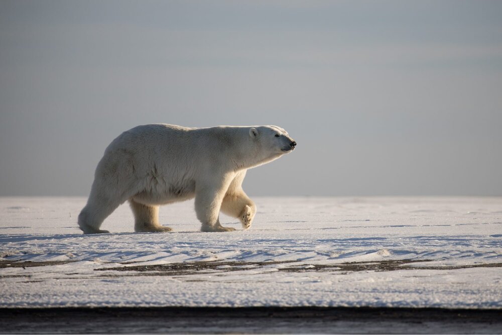 A bear walks across the snowy ground in Kaktovik, Alaska. Photo: Kim Olson