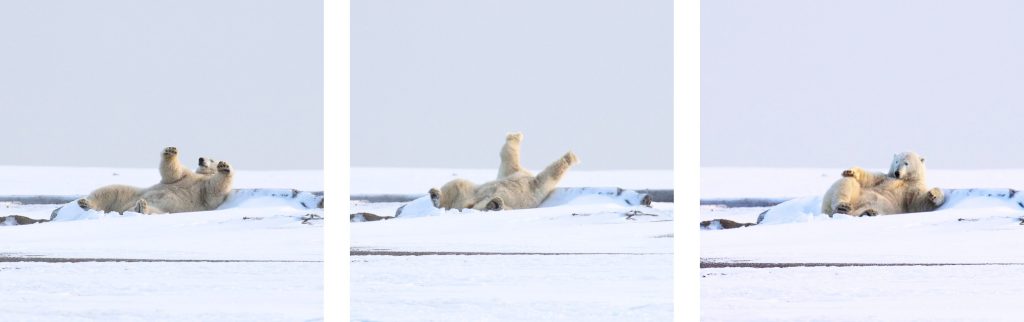 A polar bear stretcheA polar bear stretches in Kaktovik, Alaska. Photo: Kim Olsons