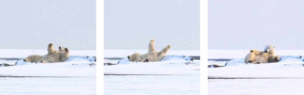 A polar bear stretcheA polar bear stretches in Kaktovik, Alaska. Photo: Kim Olsons