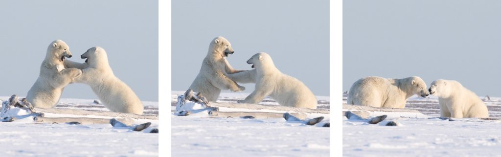 Two polar bears play fight in Kaktovik, Alaska. Photo: Kim Olson